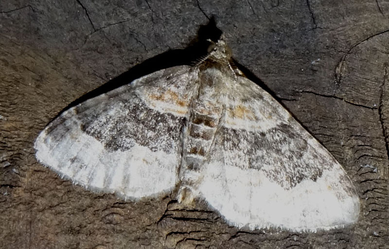 Xanthorhoe biriviata - Geometridae